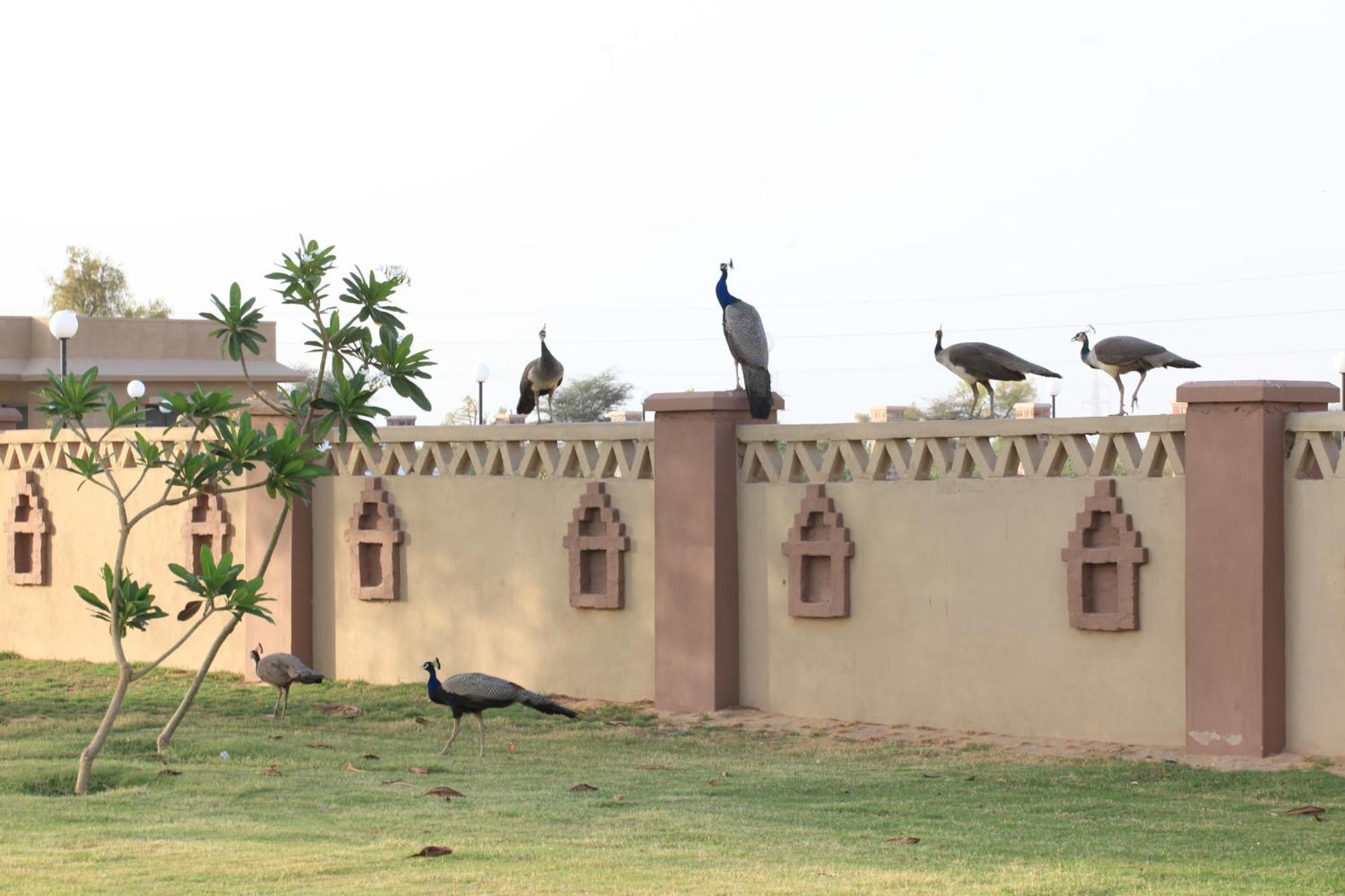 Thar Oasis Resort And Camp Dechu Eksteriør bilde